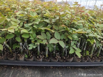 新疆喀什适合月季种植和应用吗？