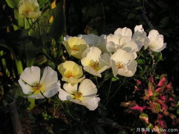 黄色蝴蝶之吻月季的优缺点是什么？