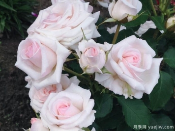 蝴蝶之吻月季的优缺点是什么？