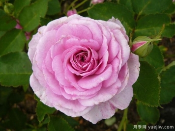 完美香气月季/完美香水