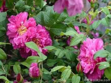 食用玫瑰品种有哪些？8个品种介绍