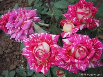 黑龙江花友该如何养殖月季花？