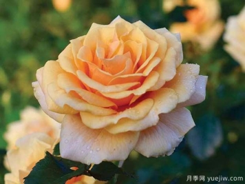 圣特罗佩月季的优缺点是什么？