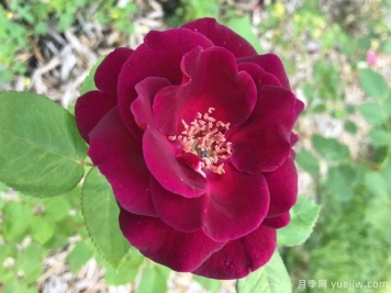 黑夜月季的优缺点是什么？