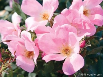 亮粉绝代佳人月季的优缺点是什么？