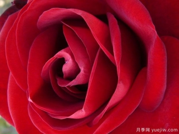 马琳月季的优缺点是什么？