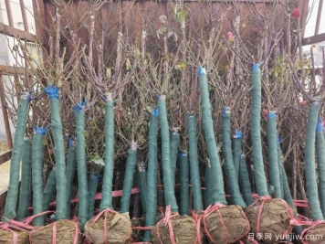 山木香和野蔷薇相比，哪个嫁接树状月季更好？