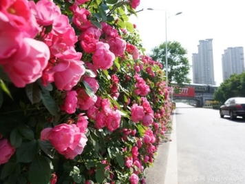 12种花的夏季浇水方法