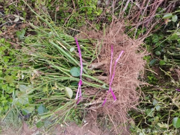 月季花根的功效与作用