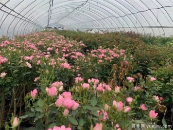 月季花叶子发黄的原因以及处理方法