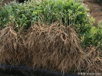 南阳月季是什么时候扦插的？五月可以扦插月季吗？