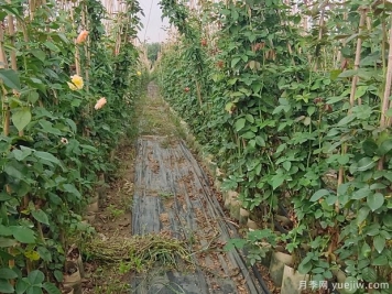 月季不开花只长叶子的原因