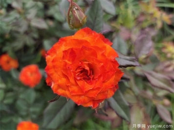 月季叶子卷曲萎蔫的原因