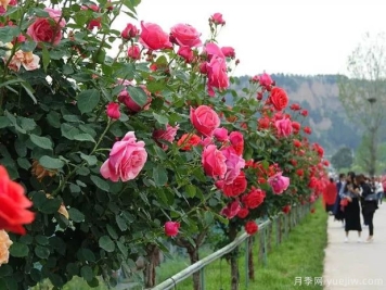 哪些园林花卉搭配错落有致又漂亮