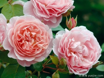 养殖月季花用什么土 月季养殖有什么注意事项