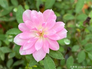 超微姬月季的优缺点是什么？和养护办法