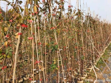 2022年1月藤本月季产地批发价格