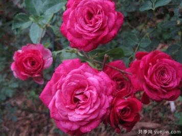 劳伦伊丽莎白月季