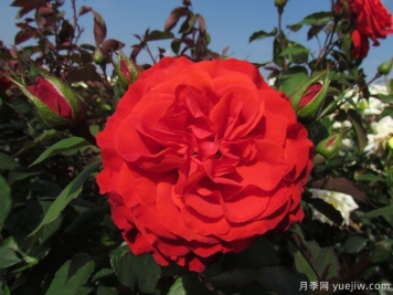 查尔斯狄更斯月季