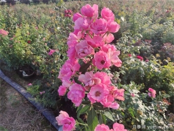 种大型月季用5加仑盆好还是控根器盆好