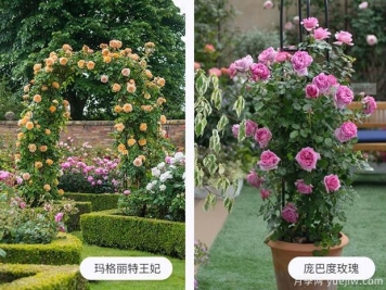 藤蔓植物有哪些，藤蔓植物有哪些知识