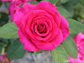 托尼月季的优缺点是什么？