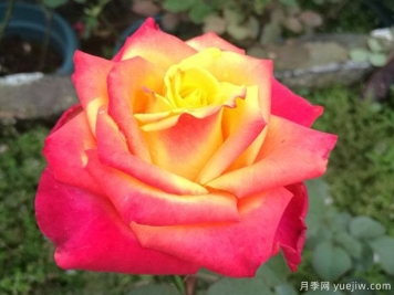 飞溅月季/闪耀月季/国魂月季