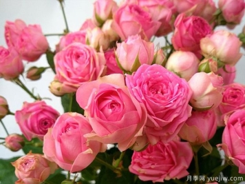 粉多头月季有哪些优缺点？超感月季好养吗