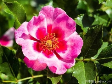 皇后巴比伦眼睛月季的优缺点是什么？