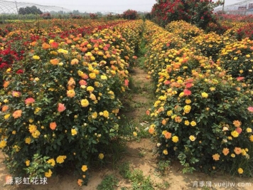 球形灌木怎样卖出高价？月季花球受绿化喜爱