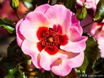 甜蜜巴比伦眼睛月季的优缺点是什么？