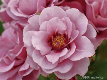 紫晶巴比伦月季