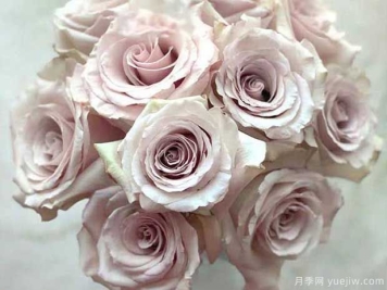 流沙月季的优缺点是什么？