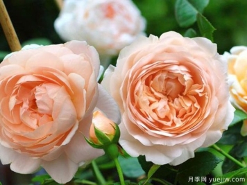 月季修剪后怎样施肥 月季有花苞了怎么养护