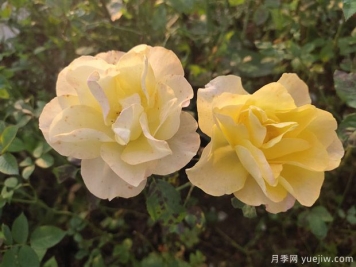 月季花的叶子黄了怎么办