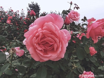 移植月季玫瑰能在夏天生存吗？