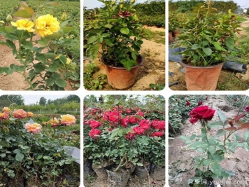 月季花应该如何养殖栽培