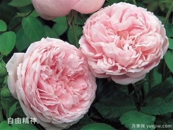 月季品种多，给你5个优秀品种及优缺点