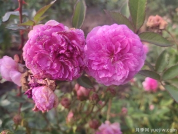 小花月季品种有哪些？推荐4个微型月季