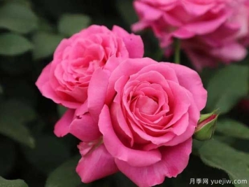 天路月季(俞红强)