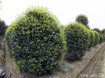 苗木防寒过冬的7种方法