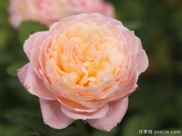 有晴月季的优缺点是什么？