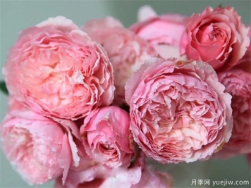 美咲(xiao)月季如何养植？