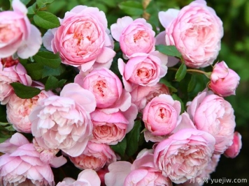 轻裾月季的优缺点是什么？