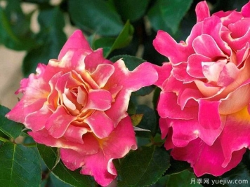 褶边粉色夫人月季/粉夫人波浪