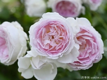 爱的颜色月季的优缺点是什么？