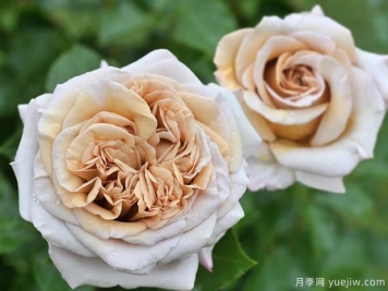 瞪羚拉力赛月季/羚羊拉力赛