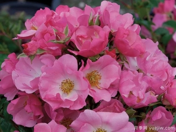 粉红雪花月季