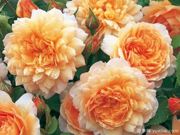 格蕾丝月季/格雷斯月季