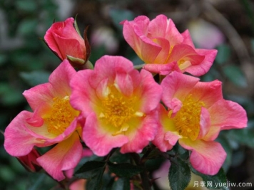 星星升起月季的优缺点是什么？